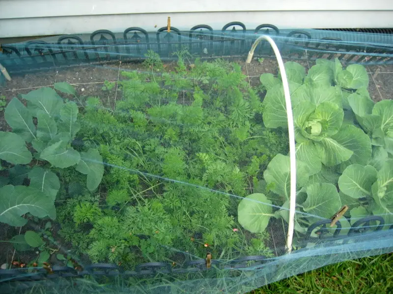 4031-bug-netting-in-use