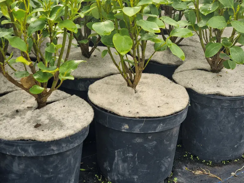 EcoWool-Pot-Mats-2
