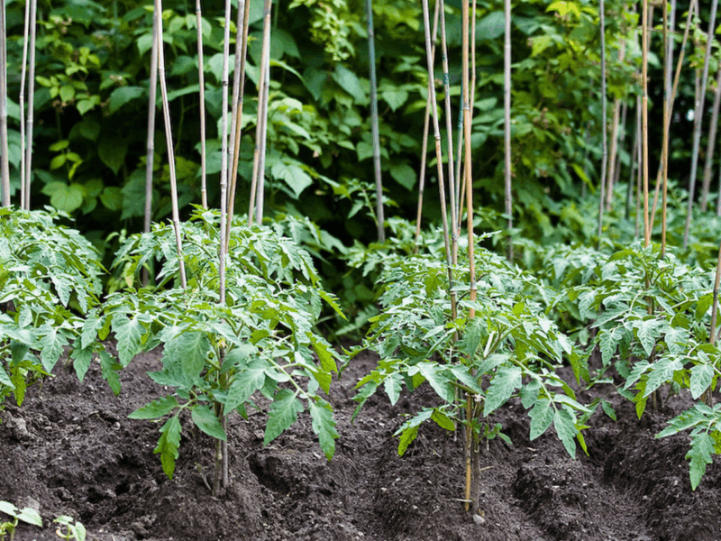 GP-002-bamboo-stakes-tomato