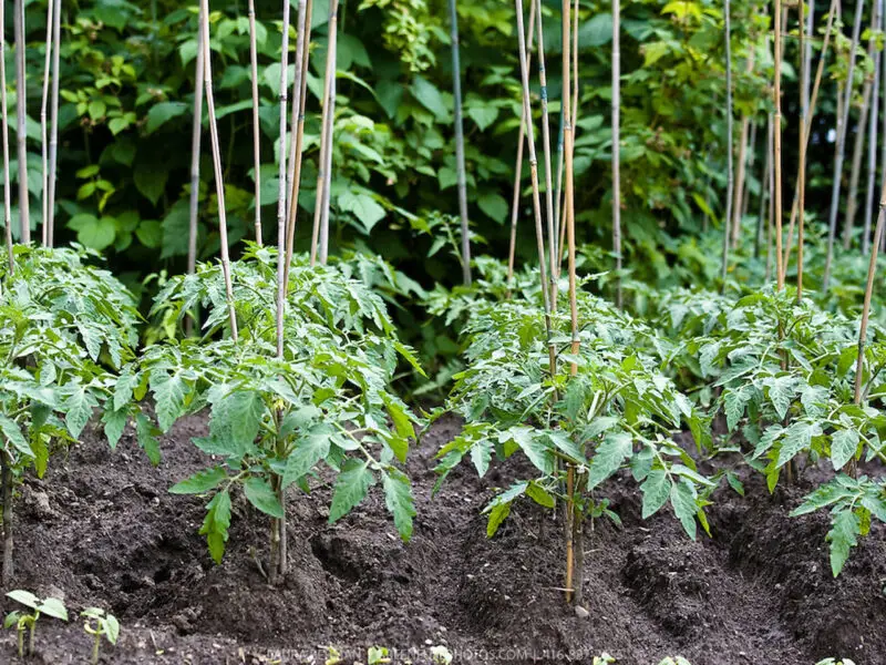 GP-002-bamboo-stakes-tomato