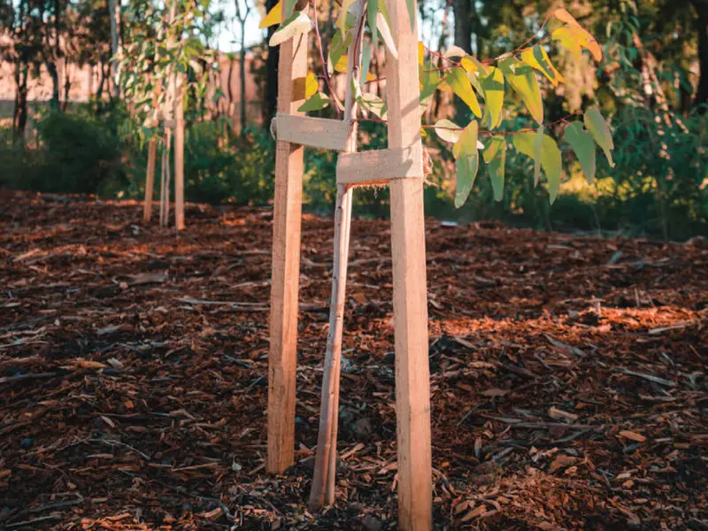 GP-041-hardwood-stakes-40mm-in-use-jpg