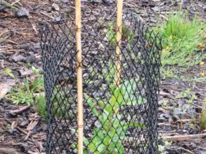 Tree Tube Plant Protector