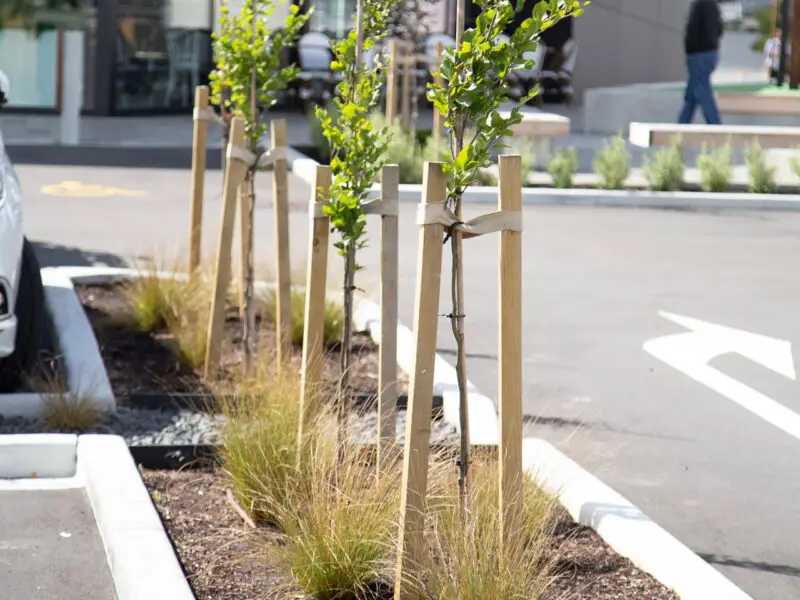 GP-087-treated-pine-stakes-in-use