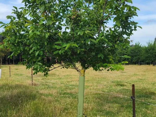 KBC Poplar + Willow Sleeve (3)