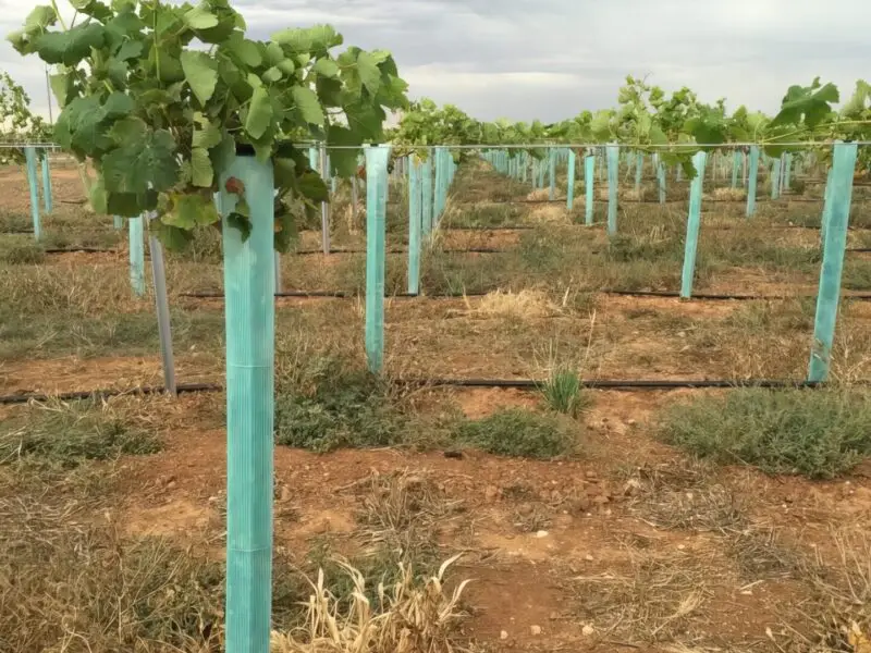 Vine Guard
