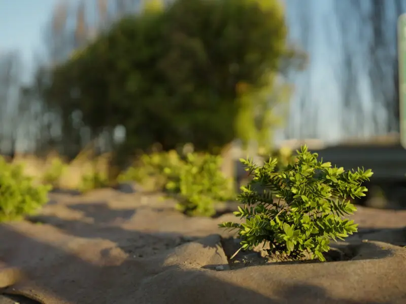 Advance mulch matting