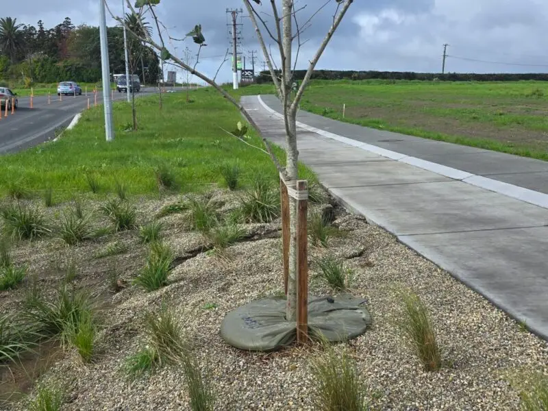TreeSip_Ring_Road