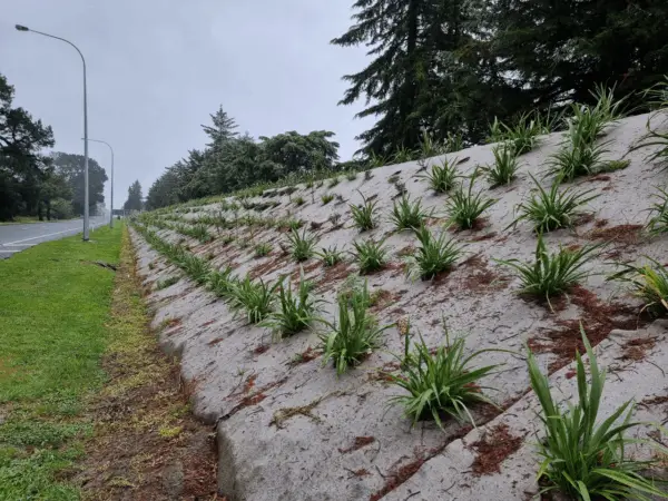 GP-107-Ecojute-Preslit-planted