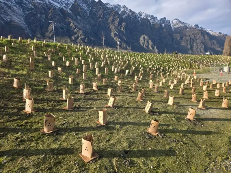 FiberGuard kits secured with bamboo stakes