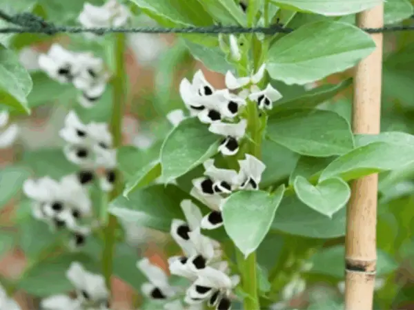 Broadbeans supported by bamboo stakes