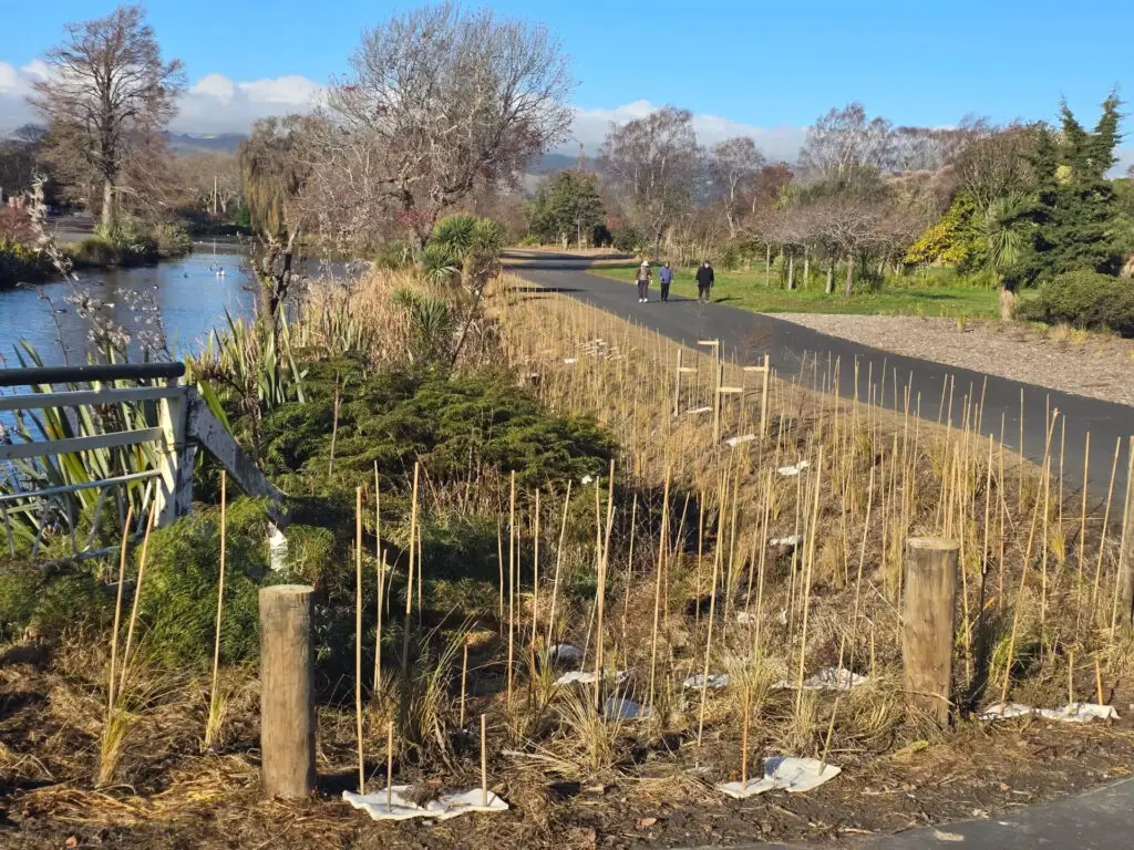 Stakes and mulch mats to increase plant resilience