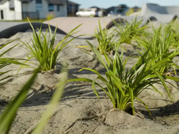 FuturFiber natural weed matting