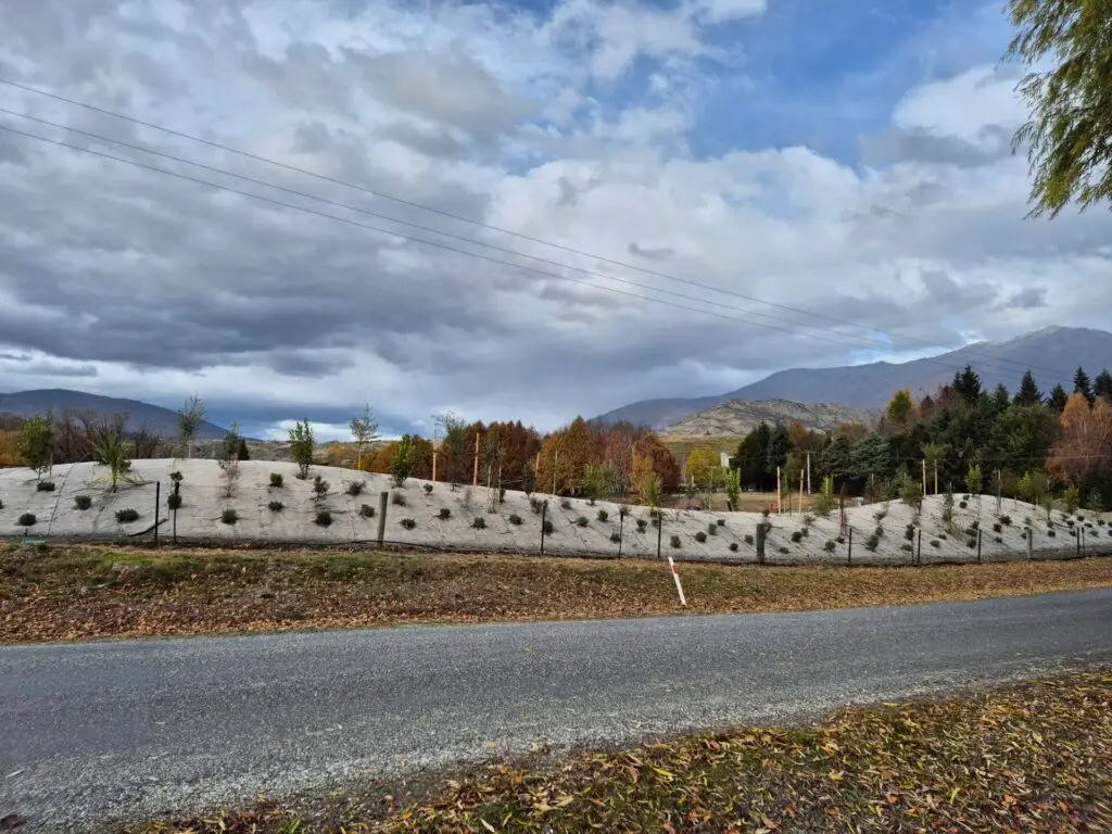Weed and erosion control using EcoWool at Slope Point
