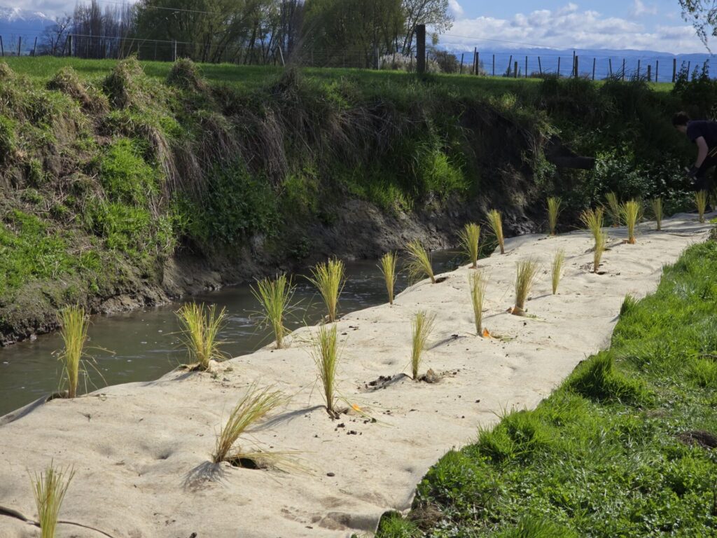 FuturFiber Dag Wool geotextile for aggressive weed suppression near water