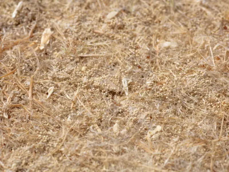 FuturFiber Hemp Natural Fiber Geotextile for erosion and weed control