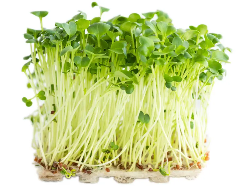Microgreen_Radish_100g