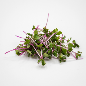 Mizuna microgreens