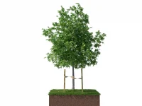 21483-jute-tree-tie-webbing-in-use