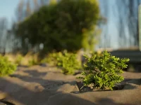 Advance mulch matting