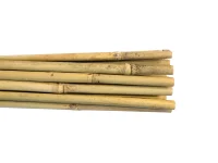 Bamboo (2)