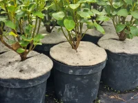EcoWool-Pot-Mats-2