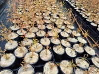 EcoWool-Pot-Mats-Round