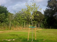 Elastic Tree Tie Webbing on tree 2
