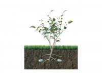 Fert Tab Plant