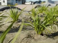 FuturFiber Hemp 2