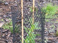 Tree Tube Plant Protector