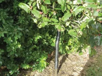 GP-074-spiral-trunk-guard-in-use