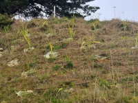 Hemp Mulch Mats