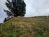 Hemp Mulch Mats in-situ