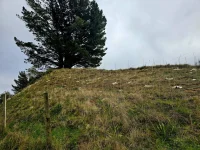 Hemp Mulch Mats in-situ