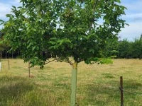 KBC Poplar + Willow Sleeve (3)