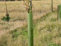 KBC Poplar + Willow Sleeve (6)