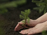 Plant Establishment Fert Tabs