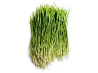 Wheatgrass