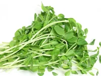 Sprout of sweet pea (Lathyrus) edible vegetable