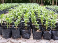 planter_bag_pots