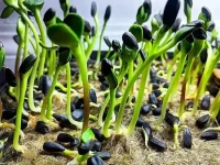 sprouts